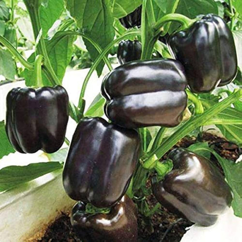 Black Bell Pepper Seeds for Planting – Heirloom Non-GMO Garden Seeds