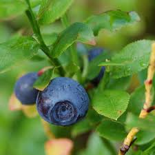 Black Bilberry Fruit Seeds for Planting – Specialty Berry Garden Seeds