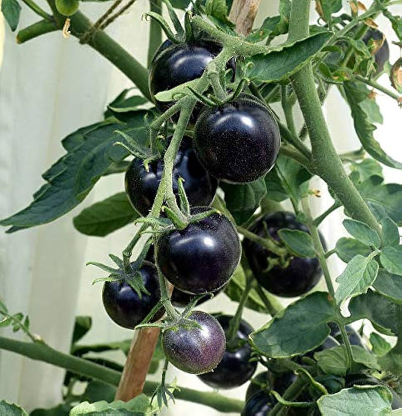 Black Blue Tomato Seeds for Planting – Heirloom Non-GMO Garden Seeds