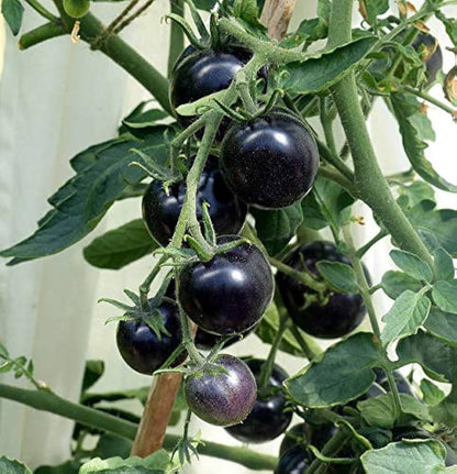 Black Blue Tomato Seeds for Planting – Heirloom Non-GMO Garden Seeds