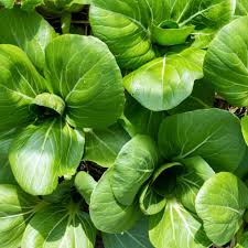 Heirloom Black Bok Choy Growing in Raised Garden Bed