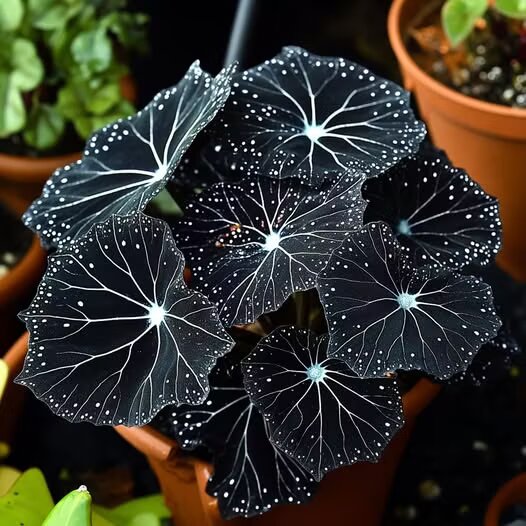Black Moonlight Butterfly Begonia plant with dramatic dark foliage and contrasting leaf patterns, displayed as an ornamental plant for indoor gardens and shaded spaces.