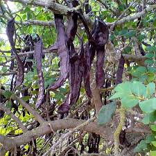 Black Carob Tree Seeds for Planting – Heirloom Non-GMO Garden Seeds