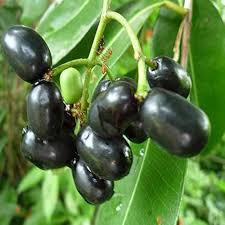 Black Caulophyllum Seeds for Planting – Heirloom Non-GMO Garden Seeds