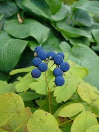 Black Caulophyllum Seeds for Planting – Heirloom Non-GMO Garden Seeds