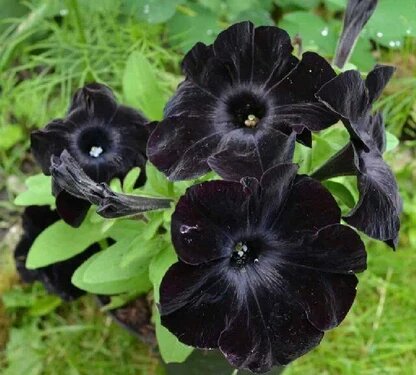 Black Cherry Petunia flowers with deep burgundy and near-black blooms growing in a garden