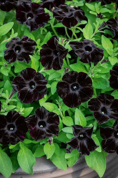 Black Cherry Petunia flowers with deep burgundy and near-black blooms growing in a garden