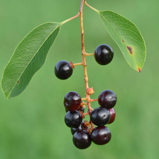 Black cherry fruit seeds for planting – Prunus serotina tree seeds