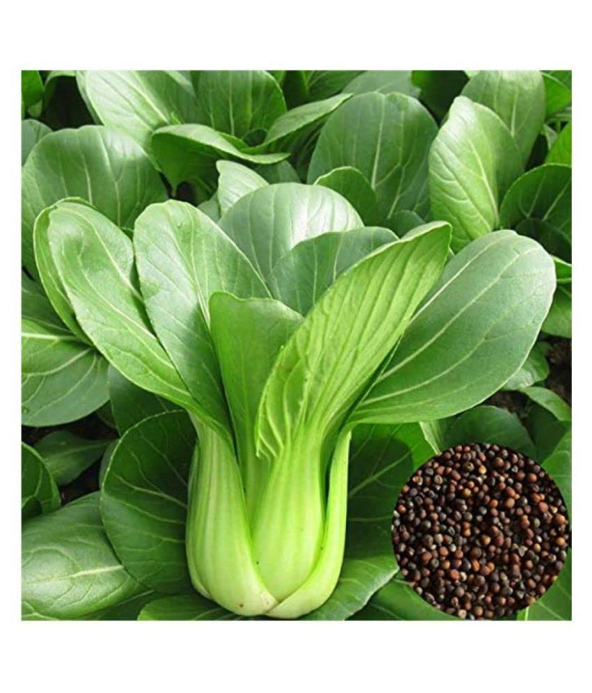 Heirloom Black Bok Choy Growing in Raised Garden Bed