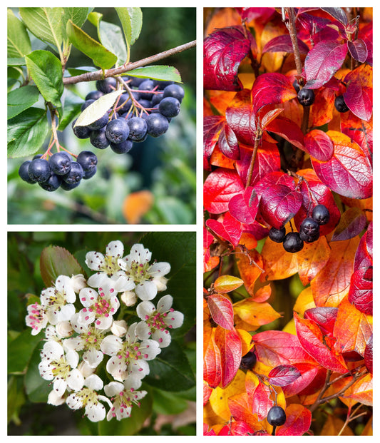 black chokeberry seeds