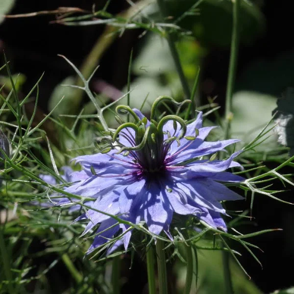 Black Cumin Herb Seeds for Planting – Heirloom Non-GMO Garden Seeds