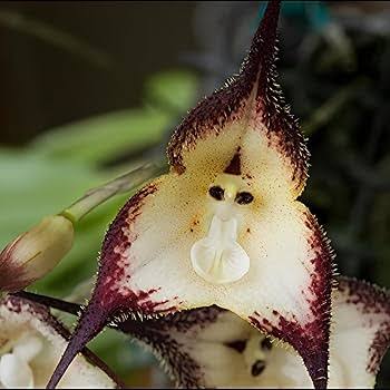 Black Dracula Flowers Growing in Decorative Container