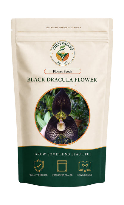 Black Dracula Flower Seeds for planting