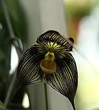 Black Dracula Flowers Growing in Decorative Container