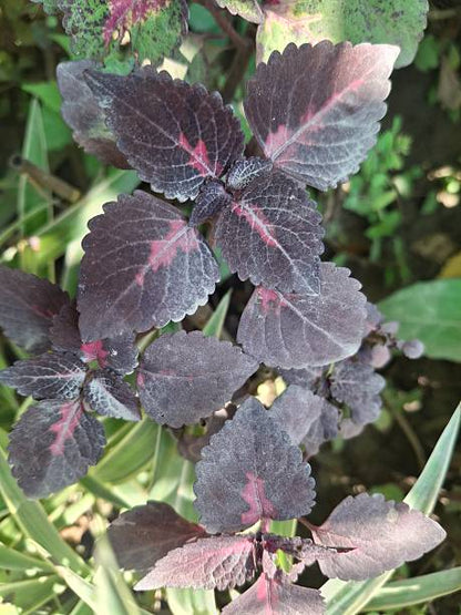 Black Dragon Coleus Plant Seeds with deep burgundy and near-black ornamental foliage