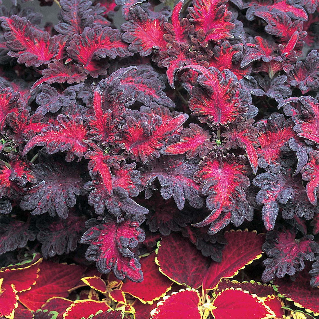 Black Dragon flower seeds