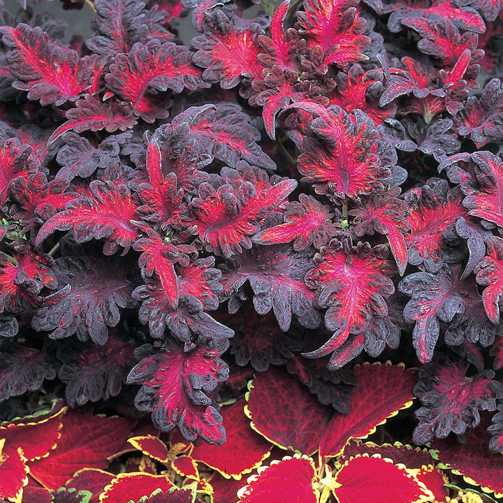 Black Dragon flower seeds