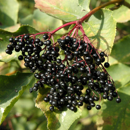black elderberry seeds