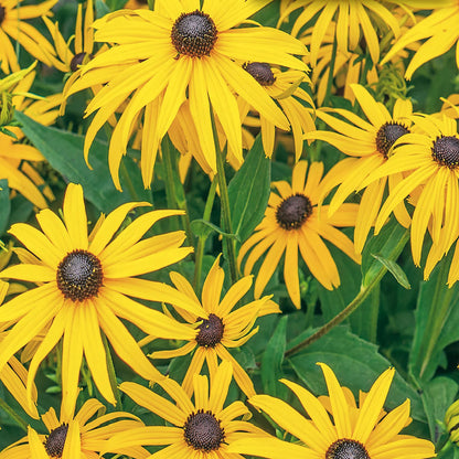 Black Eyed Susan Flowers Growing in Cottage Garden