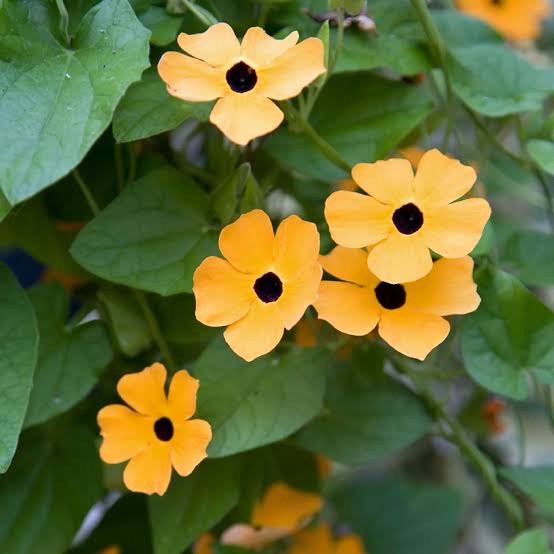 Black Eyed Susan Vine Growing on Garden Trellis