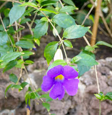 Thunbergia Vine Growing on Garden Trellis