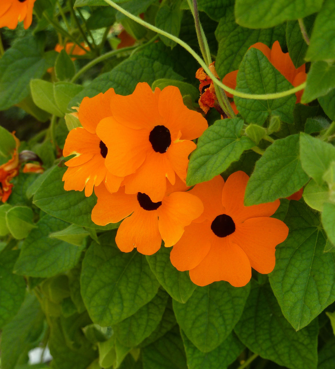 Black Eyed Susan Vine Growing on Garden Trellis