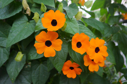 Black Eyed Susan Vine Flowers Growing on Trellis