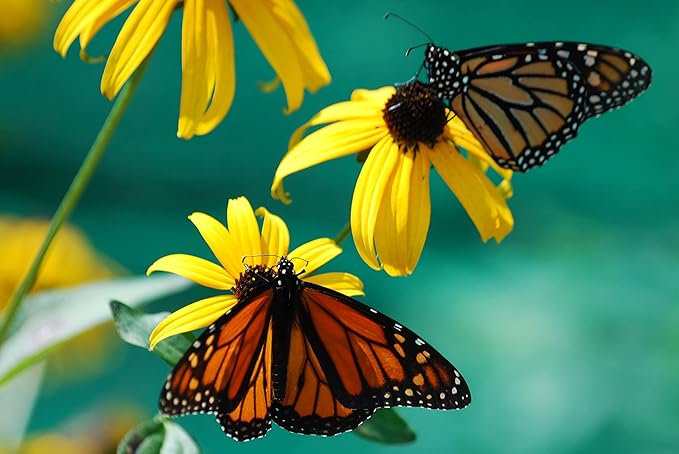 Black Eyed Susan Flowers Growing in Cottage Garden