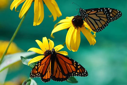 Black Eyed Susan Flowers Growing in Cottage Garden