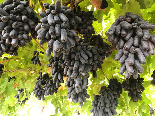 Black Finger Grape Vitis vinifera Fruit Seeds for Planting – Heirloom Non-GMO Garden Seeds