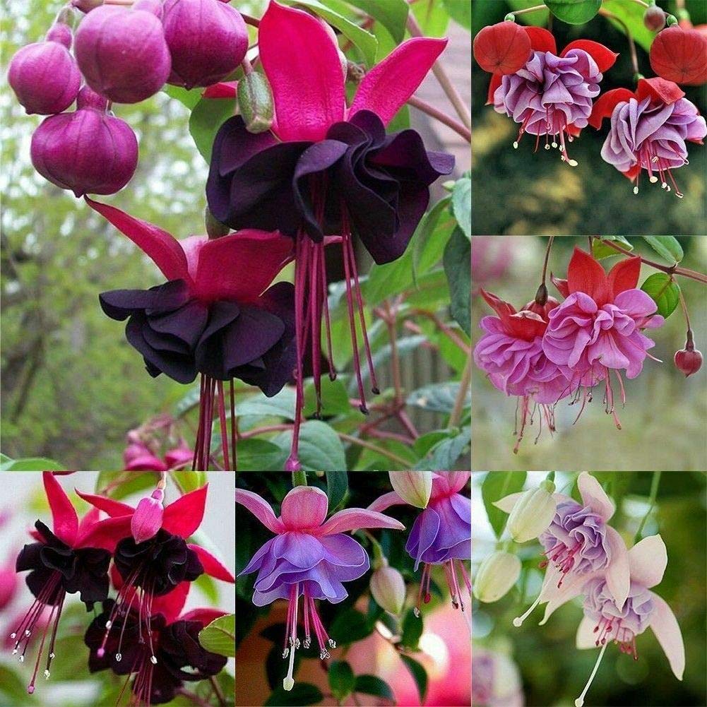 Double Black flower seeds