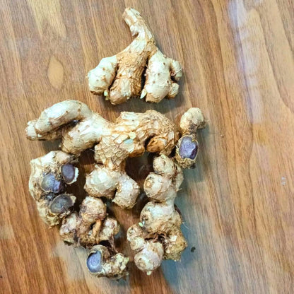 Black ginger seeds for planting with Kaempferia parviflora foliage and purple flowers