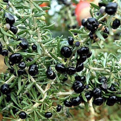 black goji berry seeds