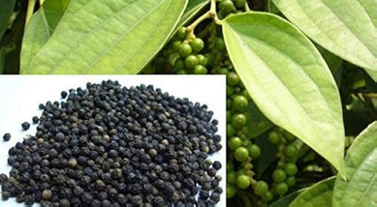 Black Hawk Pepper Seeds for Planting – Heirloom Non-GMO Garden Seeds