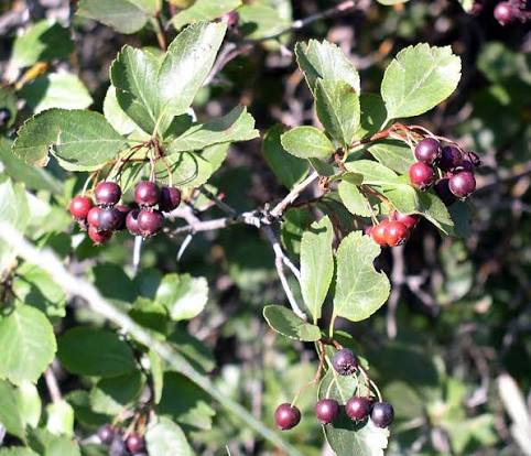Black Hawthorn Fruit Seeds for Planting for Growing a Distinctive Crataegus Tree
