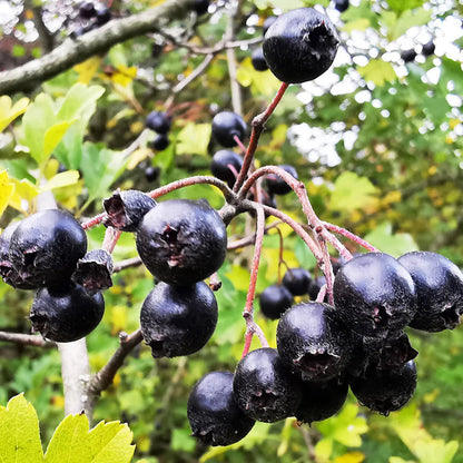 Black Hawthorn Fruit Seeds for Planting for Growing a Distinctive Crataegus Tree