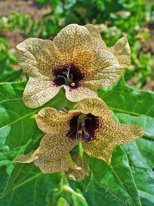 Black Henbane Flower Seeds for Planting – Heirloom Non-GMO Garden Seeds