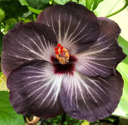 Black Hibiscus Flowers in Sunny Garden Border