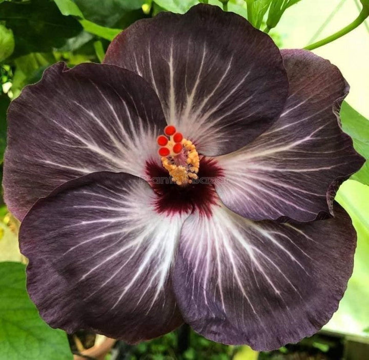 Black Hibiscus Flowers in Sunny Garden Border