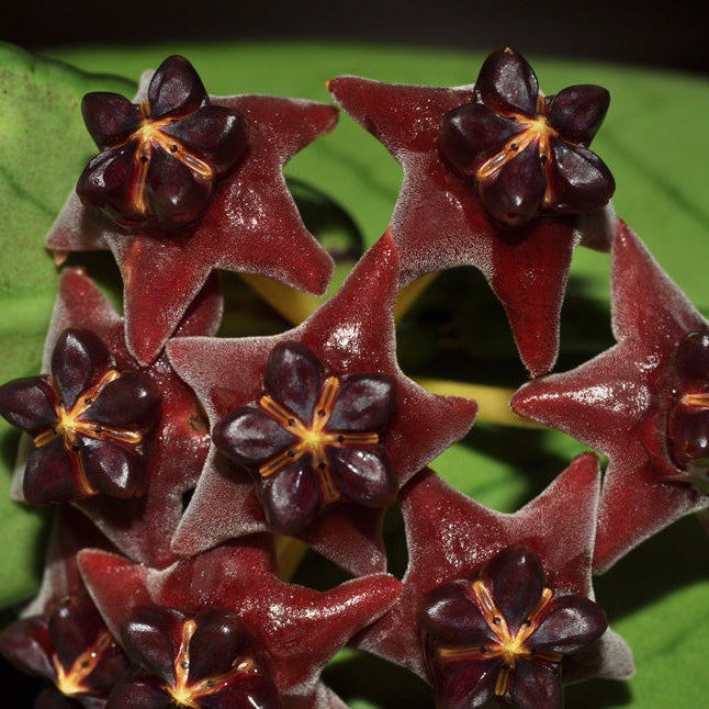 Black Hoya flower seeds