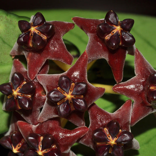 Black Hoya flower seeds