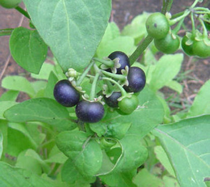 garden huckleberry seeds