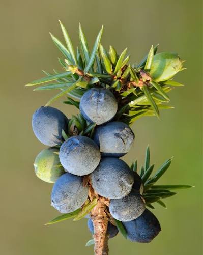 Black Juniper Berry Seeds for Planting – Heirloom Non-GMO Garden Seeds
