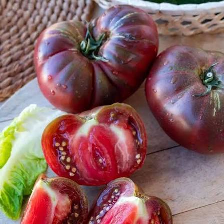 Black Krim Tomato Seeds for Planting producing large dark mahogany heirloom beefsteak tomatoes with green shoulders in home gardens
