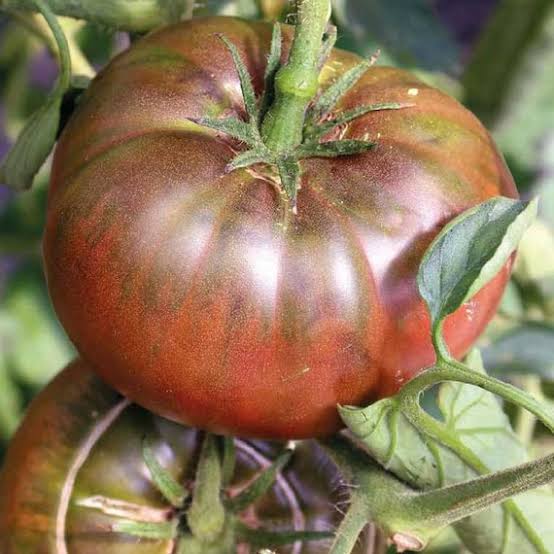 Black Krim Tomato Seeds for Planting producing large dark mahogany heirloom beefsteak tomatoes with green shoulders in home gardens