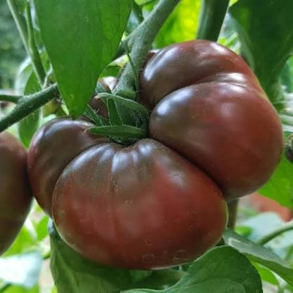 Black Krim Tomato Seeds for Planting producing large dark mahogany heirloom beefsteak tomatoes with green shoulders in home gardens