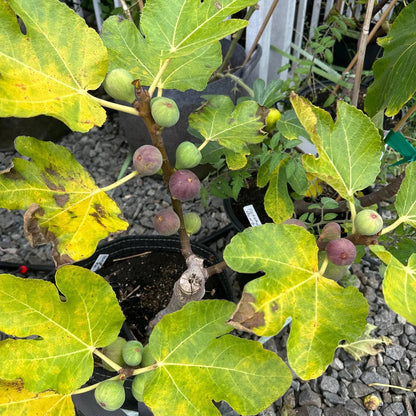 madeira fig seeds