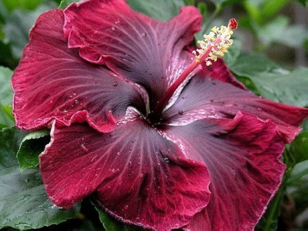 Black Maroon flower seeds
