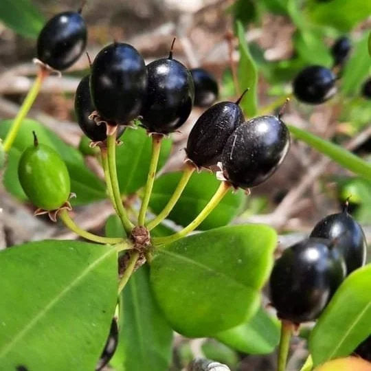 Black Massaranduba fruit tree, Manilkara salzmannii, featuring evergreen foliage and fruit in a tropical garden setting.