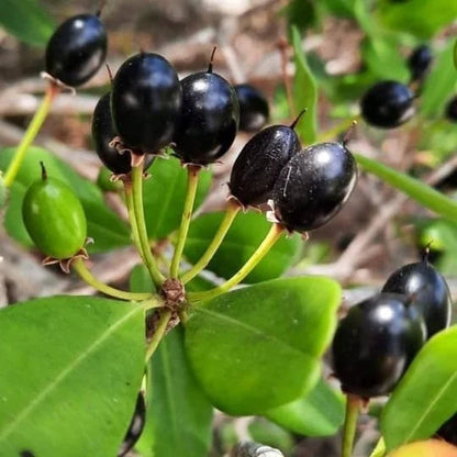 Black Massaranduba fruit tree, Manilkara salzmannii, featuring evergreen foliage and fruit in a tropical garden setting.